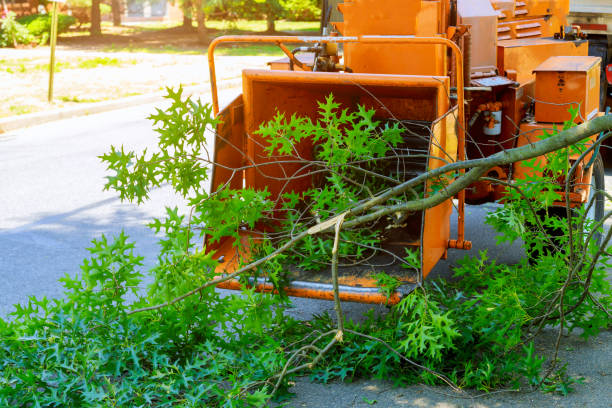 How Our Tree Care Process Works  in  Millbrook, NY