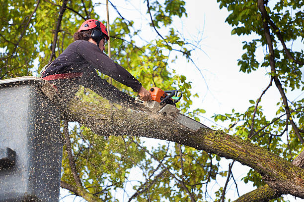 Reliable Millbrook, NY Tree Services Solutions
